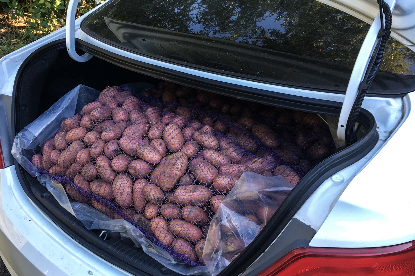 машина багажник пакет с колбасы фото